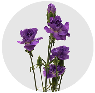 Гвоздика кустовая Генетиш светло-лиловая (Genetisch light lilac)