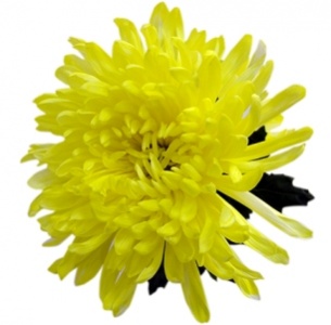 Хризантема одноголовая Антонов желтый крашеный (Antonov yellow)