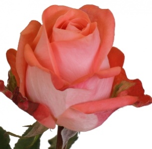 Роза Джардина (Rose Giardina)
