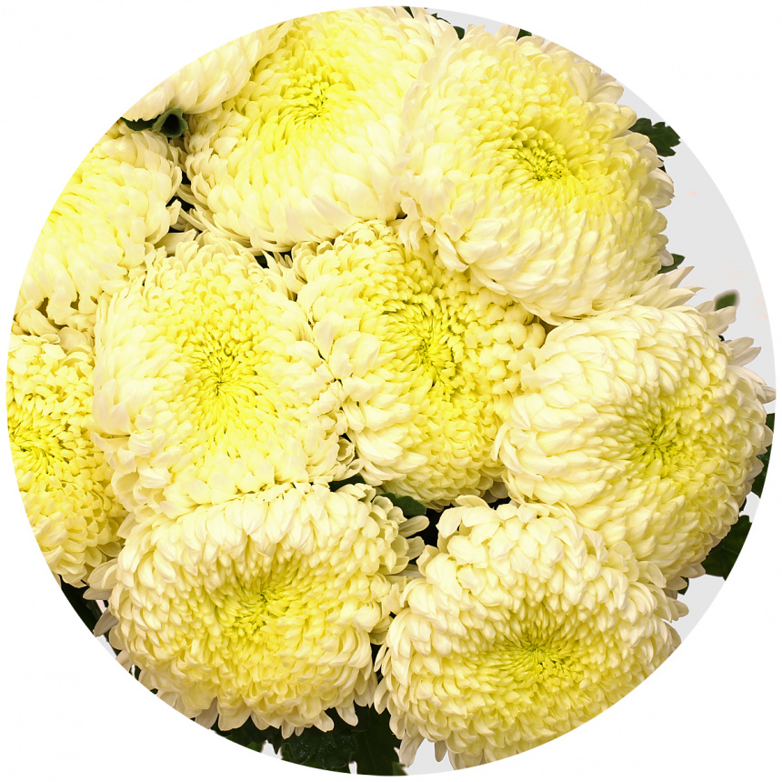 Хризантема одноголовая Сфера белая (Sfera White)