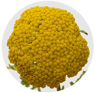 Ахиллея жёлтая (Achillea yellow)
