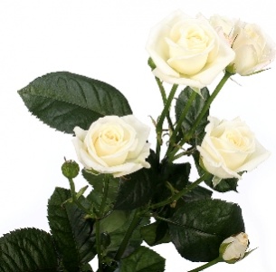 Роза кустовая Сплозина (Splozina)