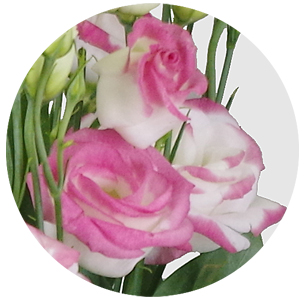 Лизиантус бело-розовый махровый (white/pink dbl)