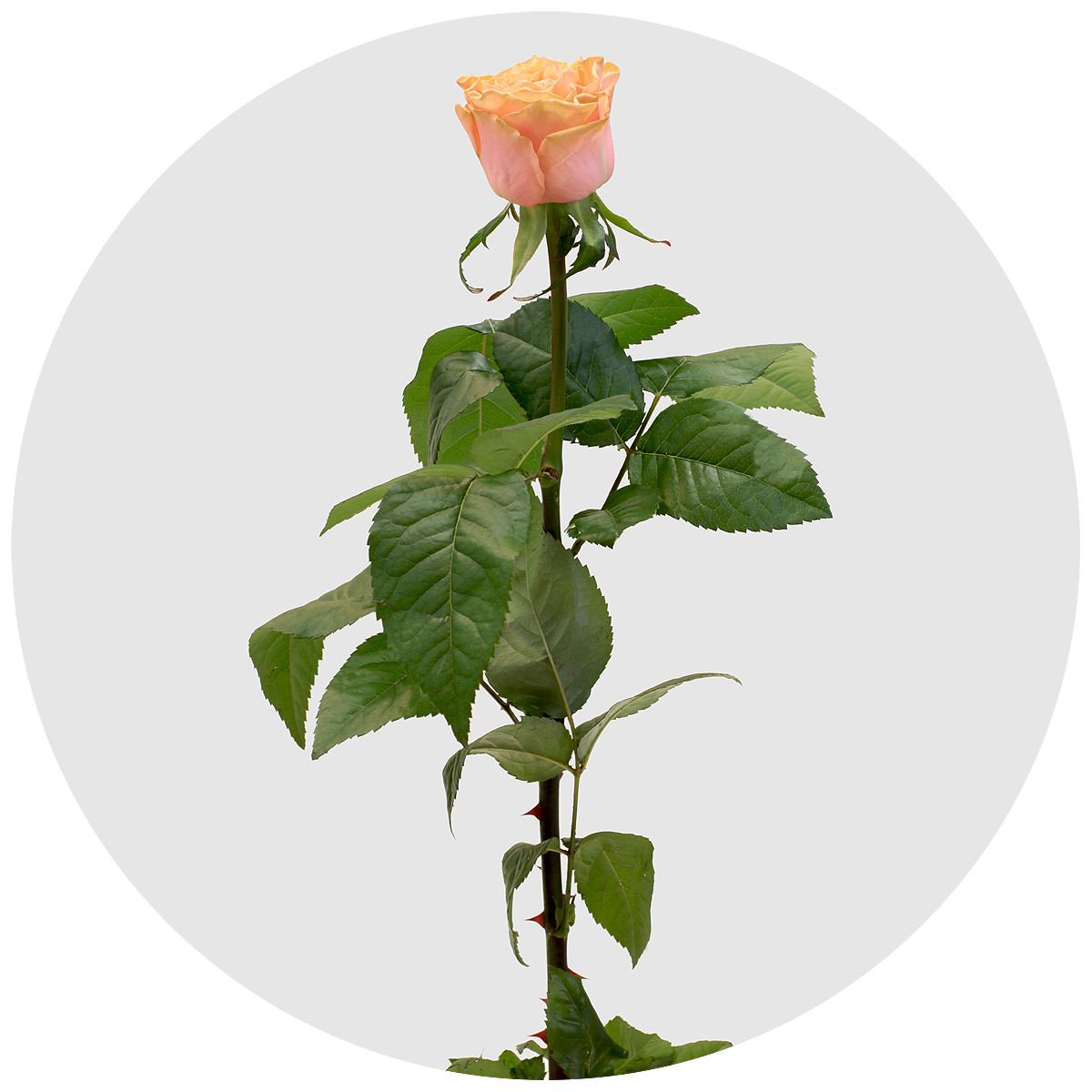 кантри хоум роза эквадор