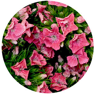 Диантус барбатус Барбарелла розовая (Barbarella Pink)