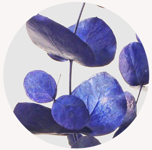 Эвкалипт крашеный синий (Blue)