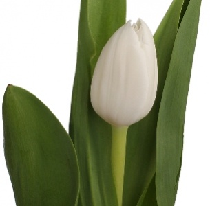 Тюльпан белый (white)