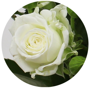 Роза  кустовая Вайт Леди (White Lady) 