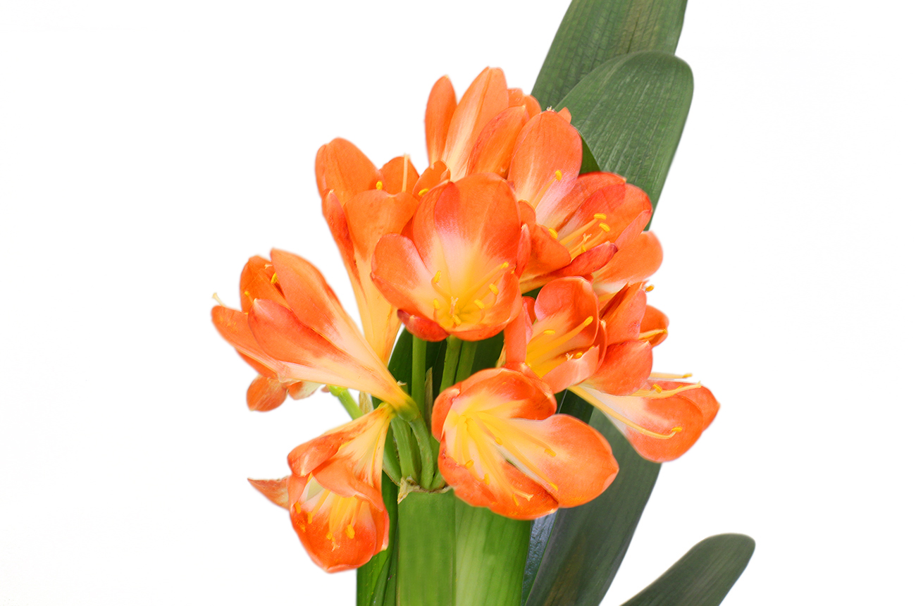 Кливия Цветок Где Купить В Новосибирске