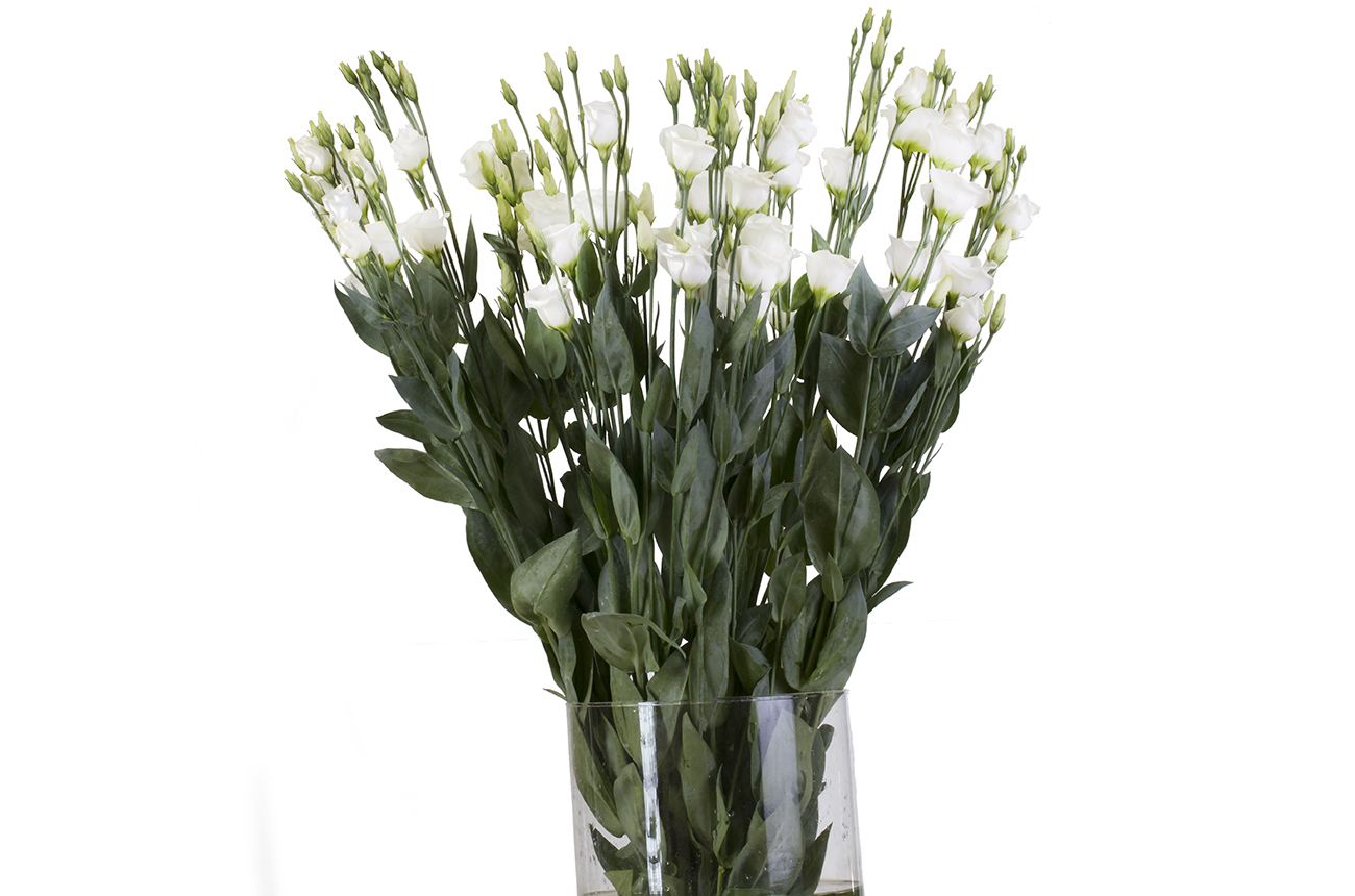 Лизиантус белый (white)