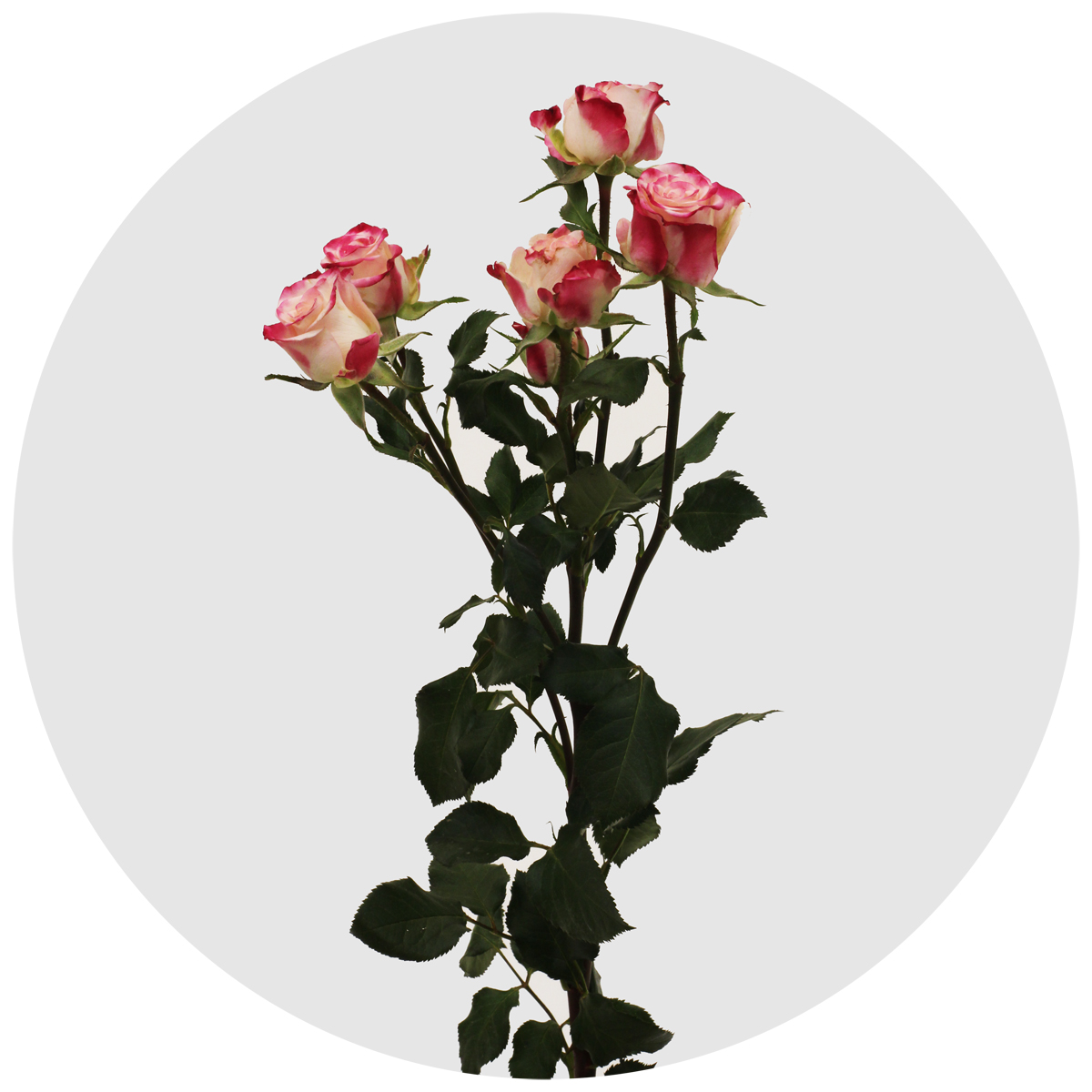 Роза кустовая Reflex