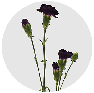 Гвоздика кустовая Генетиш тёмно-лиловая (Genetisch dark lilac)