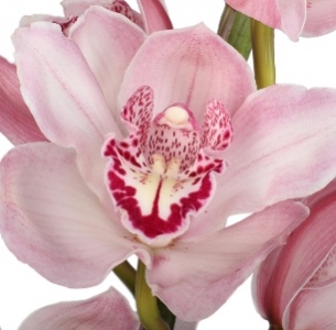 Орхидея Цимбидиум светло-розовая