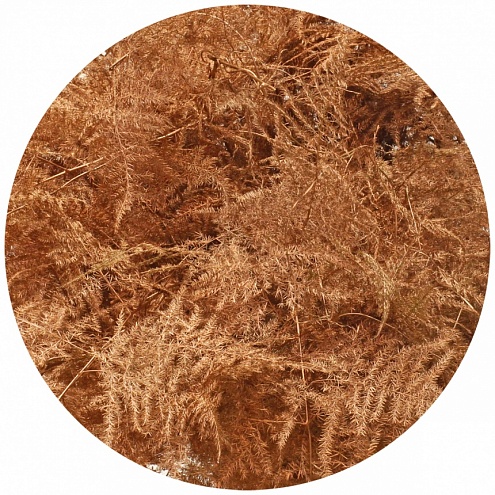 Аспарагус перистый крашеный медный (Asparagus plumosus painted copper)