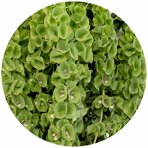 Молюцелла (Moluccella)