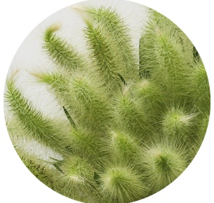 Пеннисетум зелёный (Pennisetum green)