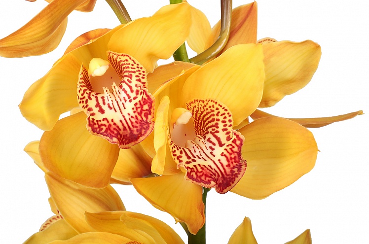 Орхидея Цимбидиум желтая