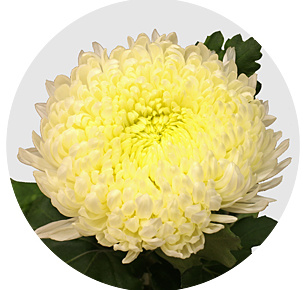 Хризантема одноголовая Сфера белая (Sfera White)