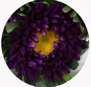  Астра китайская Каллистефус пурпурная (Callistephus purple) 
