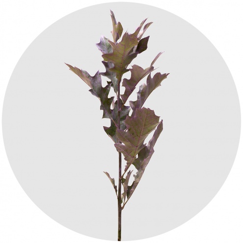 Лист дуба матовый фиолетовый (Frosted Violet)