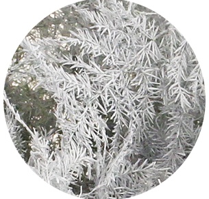 Аспарагус перистый крашеный белый (Asparagus plumosus painted white)