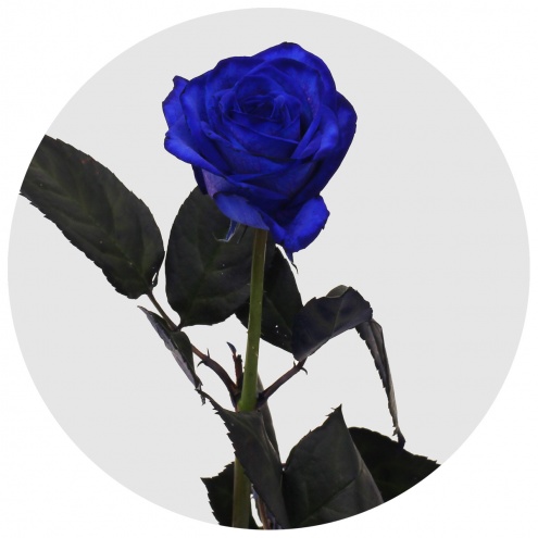 Роза Вендела синяя (Vendela blue)