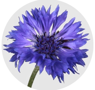 Василёк синий (Centaurea blue)