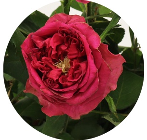 Роза Жерар ярко-розовая (Gerard)
