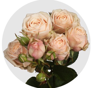 Роза кустовая Малайя бижу (Malaya Bijoux)