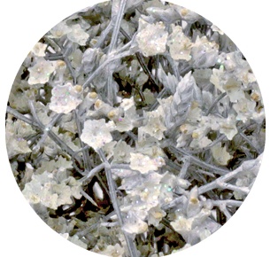 Лимониум Белтлард крашеный белый "Диско" (Limonium Beltlard painted Disco)