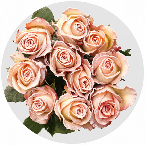 Роза "морозный воск" персиковая заснеженная (Roses Frost Wax)