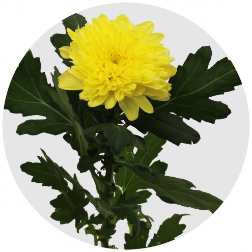Хризантема одноголовая Зембла желтая (Zembla yellow)