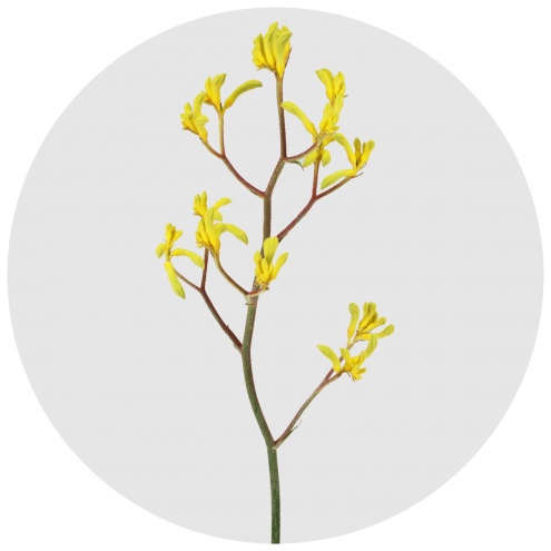 Анигозантос жёлтый (Anigozanthos yellow) 