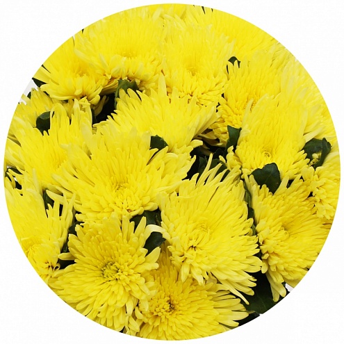Хризантема одноголовая Анастасия желтая (Anastasia yellow)