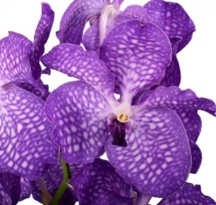 Орхидея Ванда Блю Мейджик (Blue Magic)