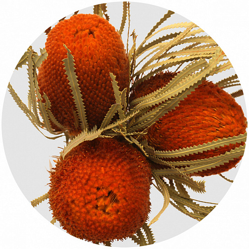 Банксия Хукериана крашеная оранжевая (Banksia orange)