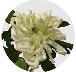 Хризантема одноголовая Вена белая (Viena White)