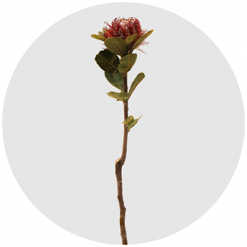 Баннксия ярко-красная (Banksia Coccinea)