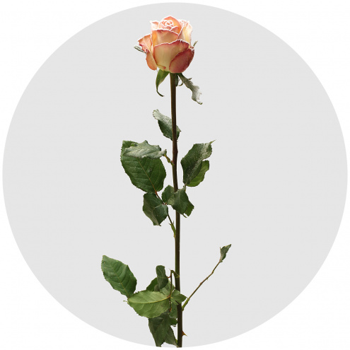 Роза "морозный воск" персиковая заснеженная (Roses Frost Wax)