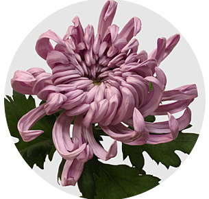 Хризантема одноголовая Вена розовая (Viena Pink)