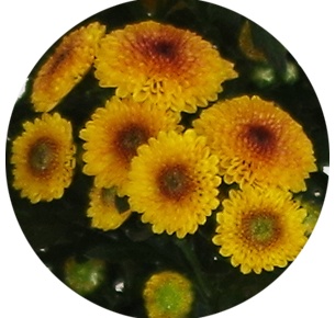Хризантема-мини Беллисима жёлтая