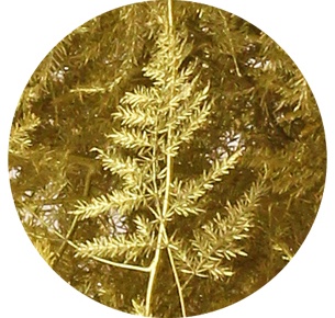 Аспарагус перистый крашеный золотой (Asparagus plumosus painted gold)