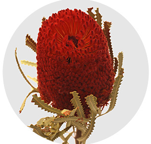 Банксия Хукериана крашеная красная (Banksia red)