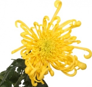 Хризантема одноголовая Кобра желтая (Cobra yellow)