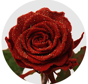 Роза "морозная" красная (Roses Frost)
