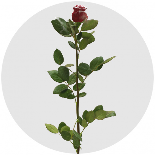 Роза "морозный воск" красная заснеженная (Roses Frost Wax)