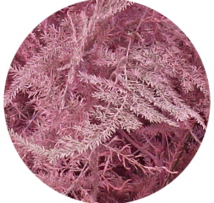 Аспарагус перистый крашеный светло-розовый (Asparagus plumosus painted light pink)
