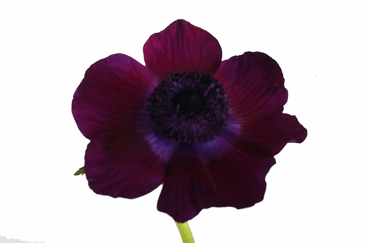 Анемон темно-фиолетовый