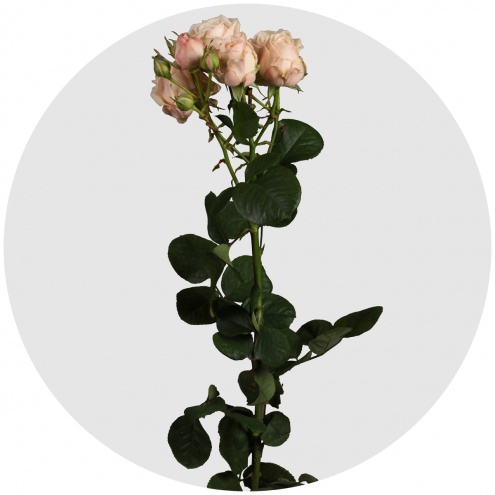 Роза кустовая Малайя бижу (Malaya Bijoux)