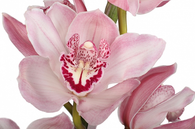 Орхидея Цимбидиум светло-розовая